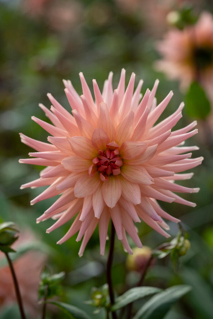 Dahlia Cactus Preference 1-pakning